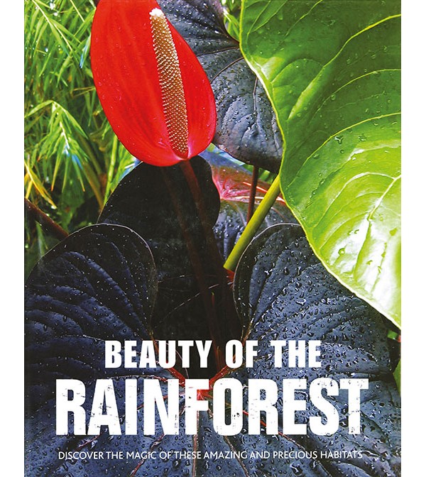 Beauty of the Rainforest (Large Format)